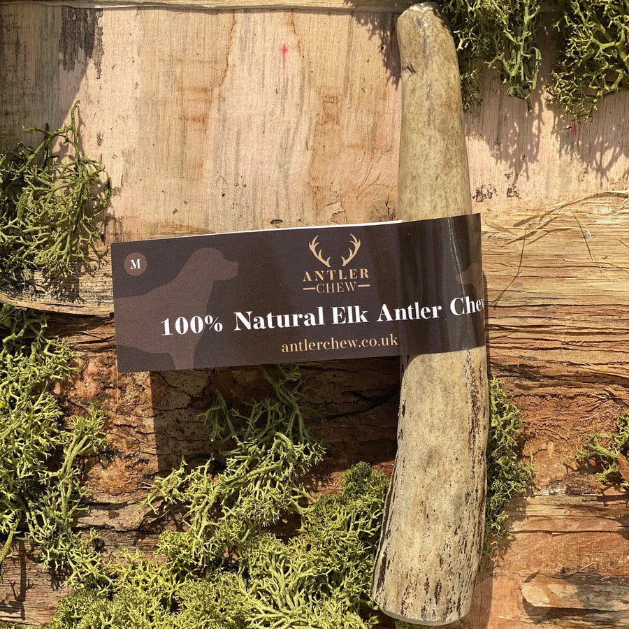 Moose Antler Dog Chews - Very hard