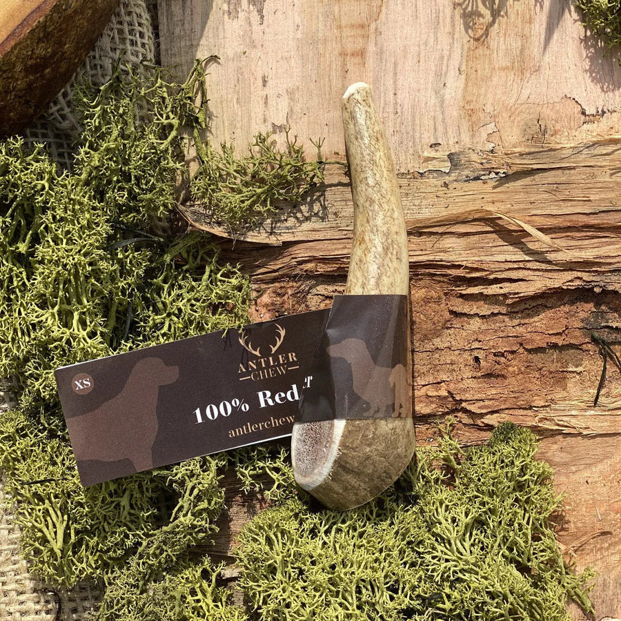 Red Deer Antler Dog Chew