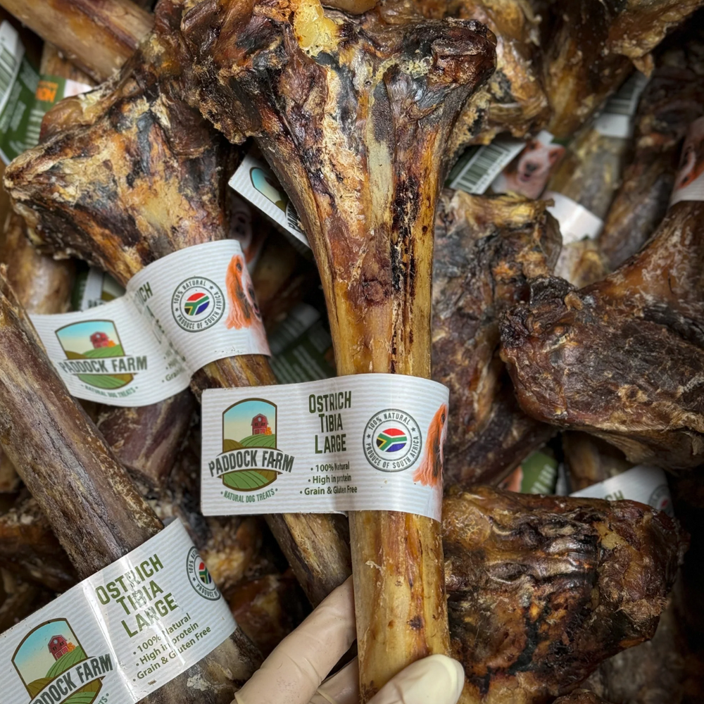 Ostrich Large Tibia Bone