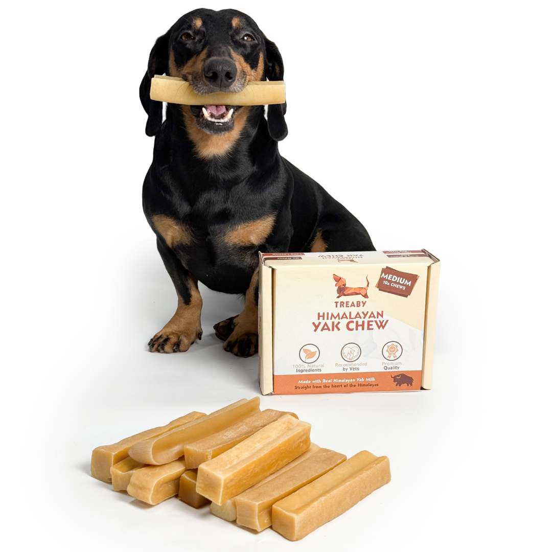 TREABY Himalayan Yak Chew Box - Medium ( pack of 10)