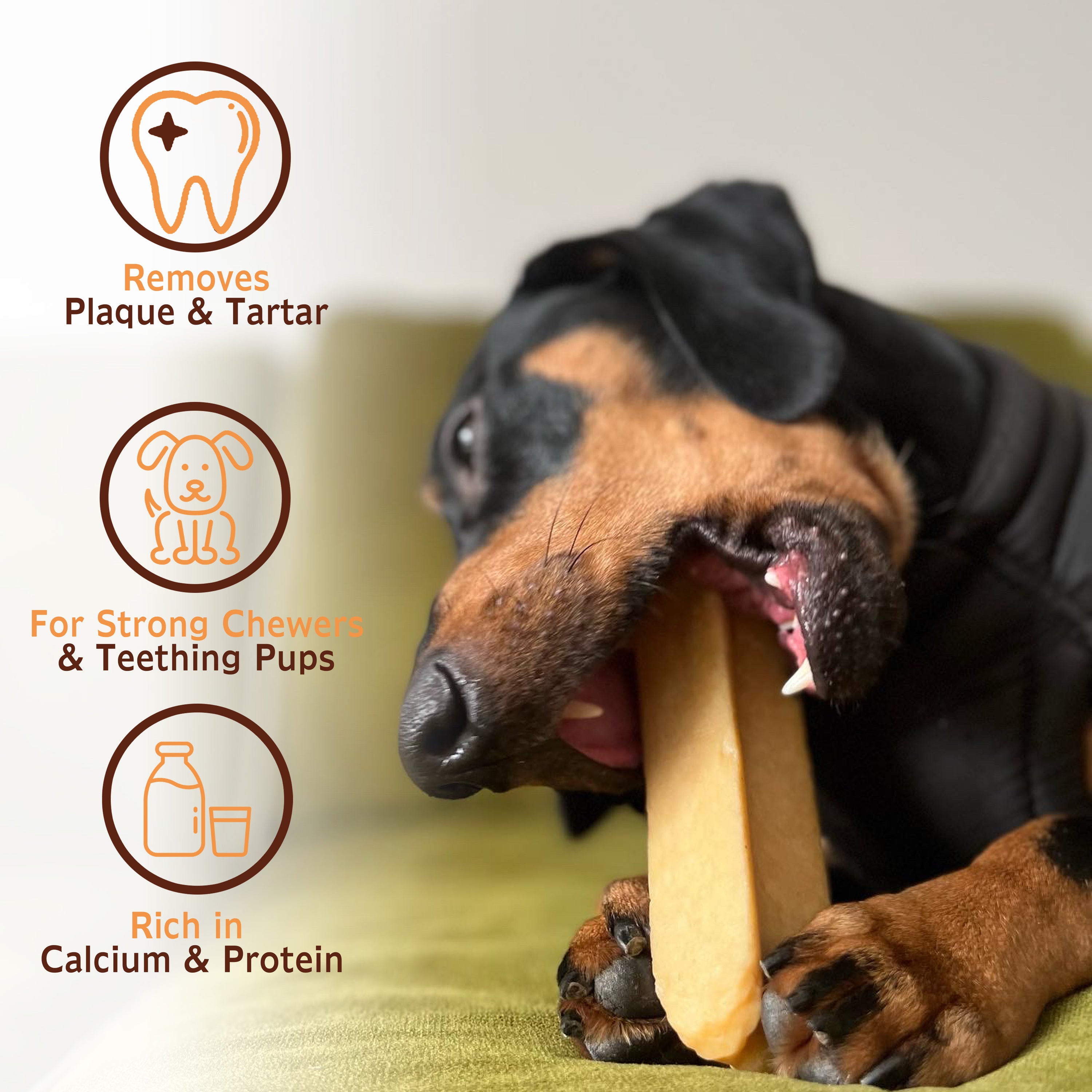 TREABY Himalayan Yak Chew Box - Medium ( pack of 10)