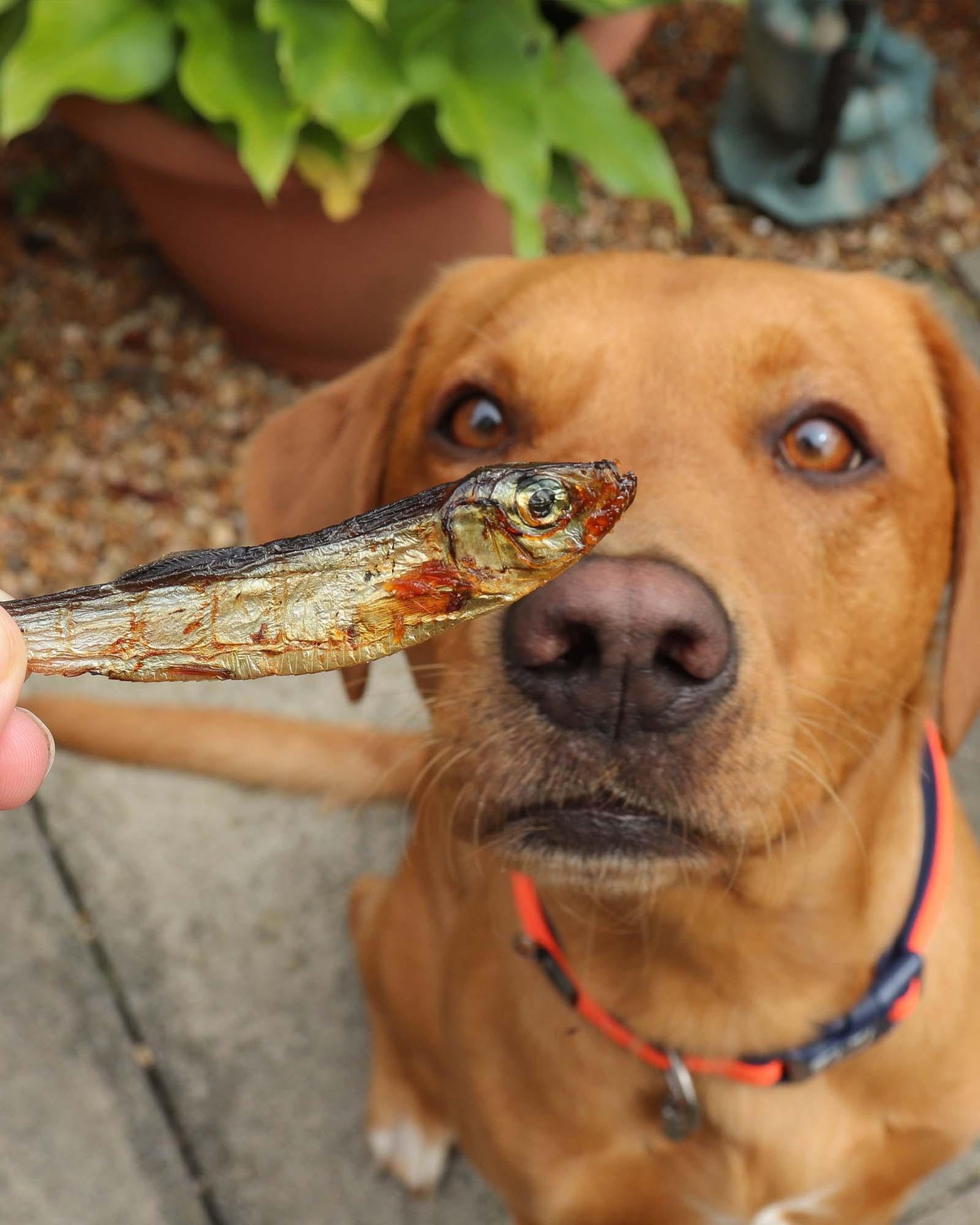 Sprats for Dogs: A Natural Superfood Treat Packed with Nutrition