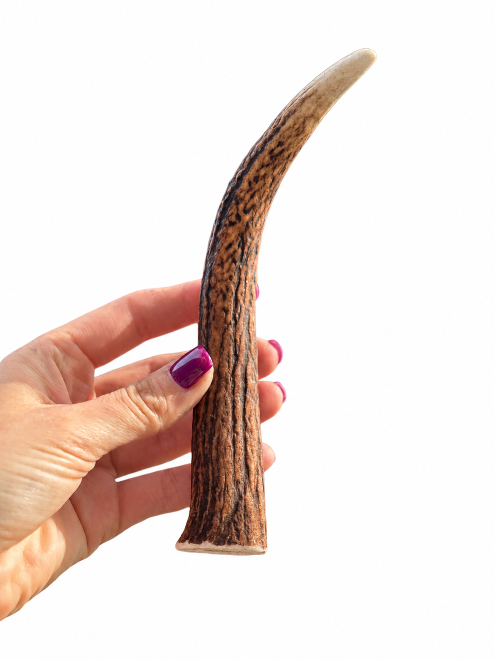 Red Deer  Antler Dog Chew