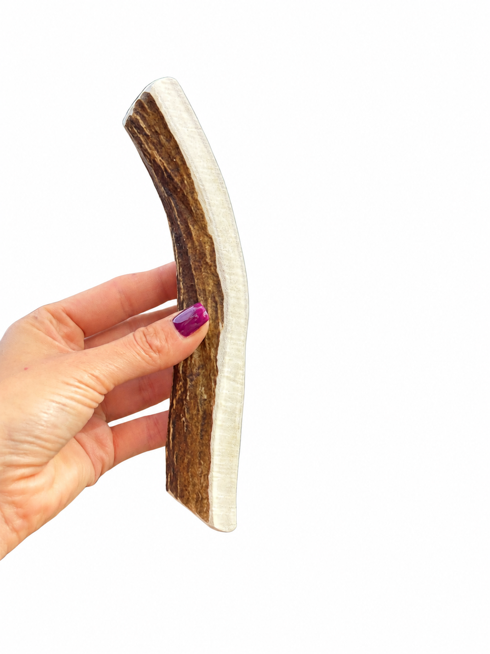 Moose Antler Dog Chews - Very hard
