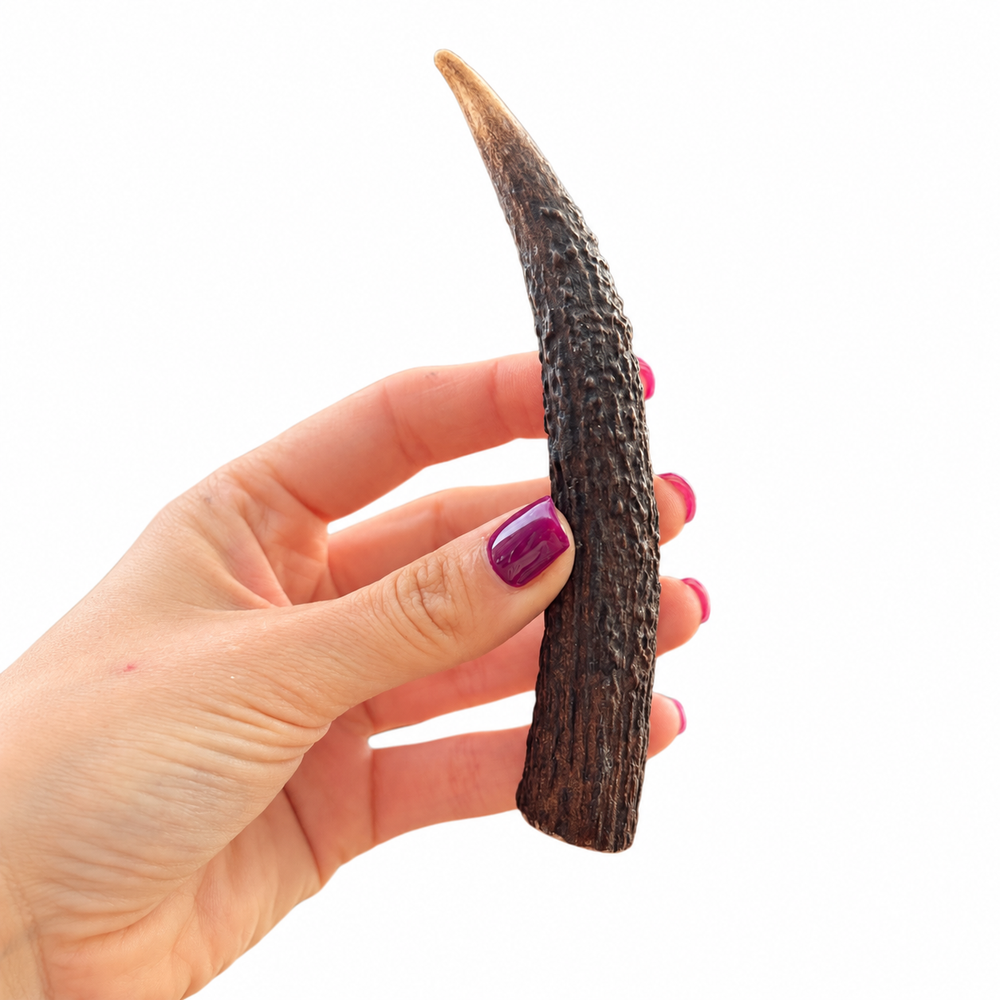 Red Deer  Antler Dog Chew