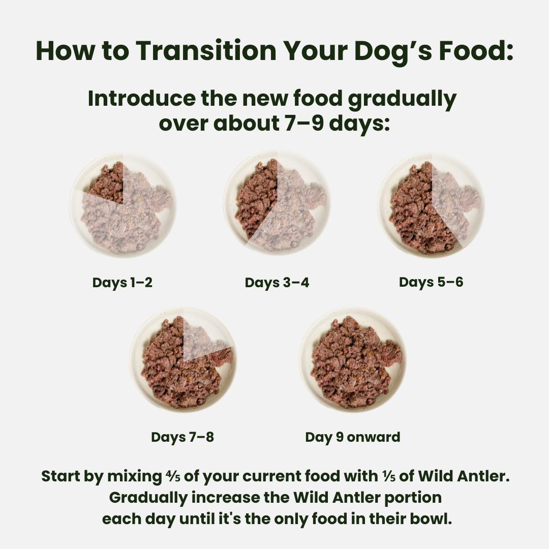 Venison & Boar Wet Dog Food 400g