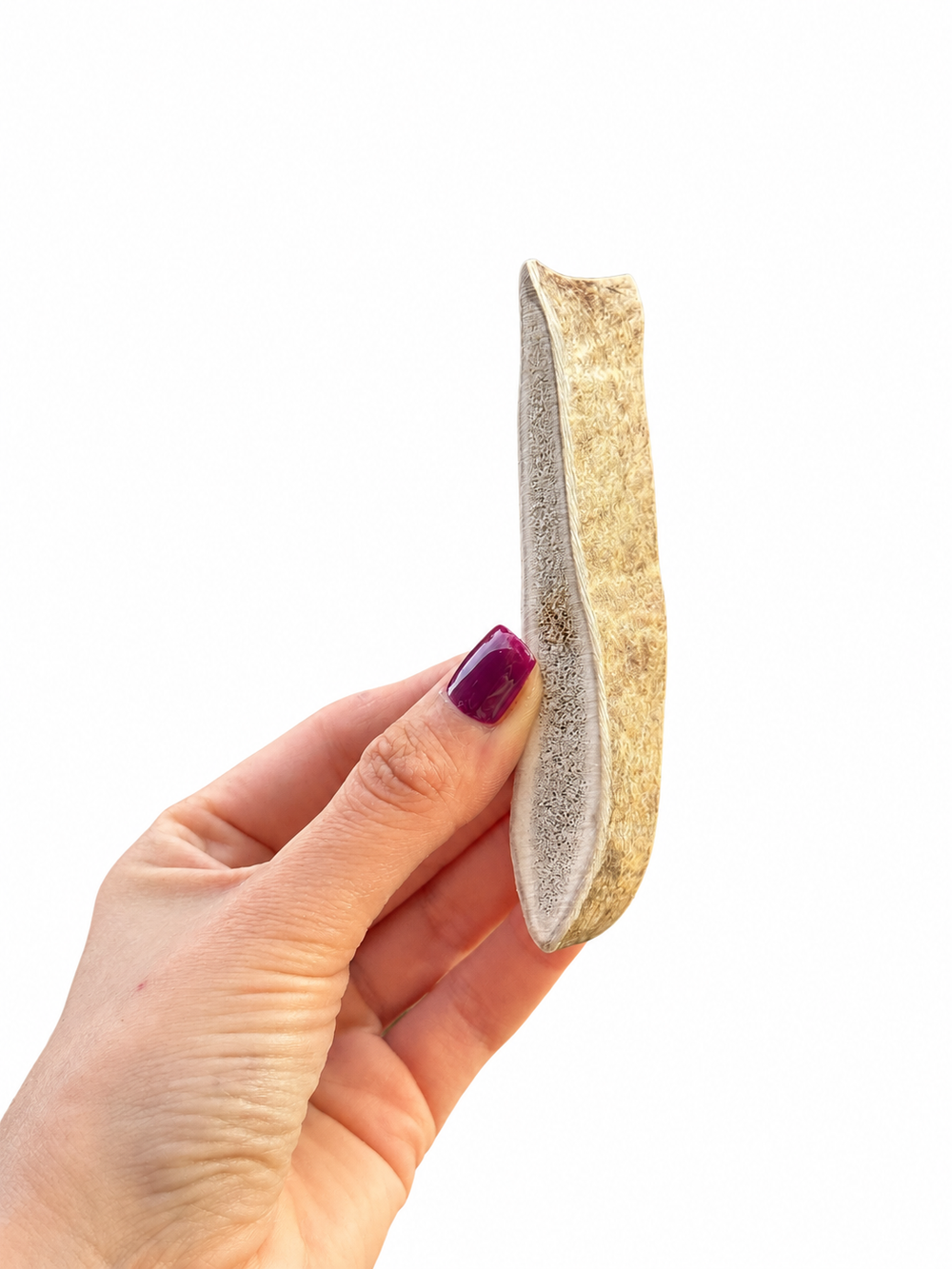 Fallow Deer Antler Chew