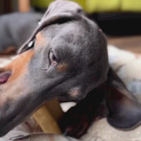 Natural Dog Chew